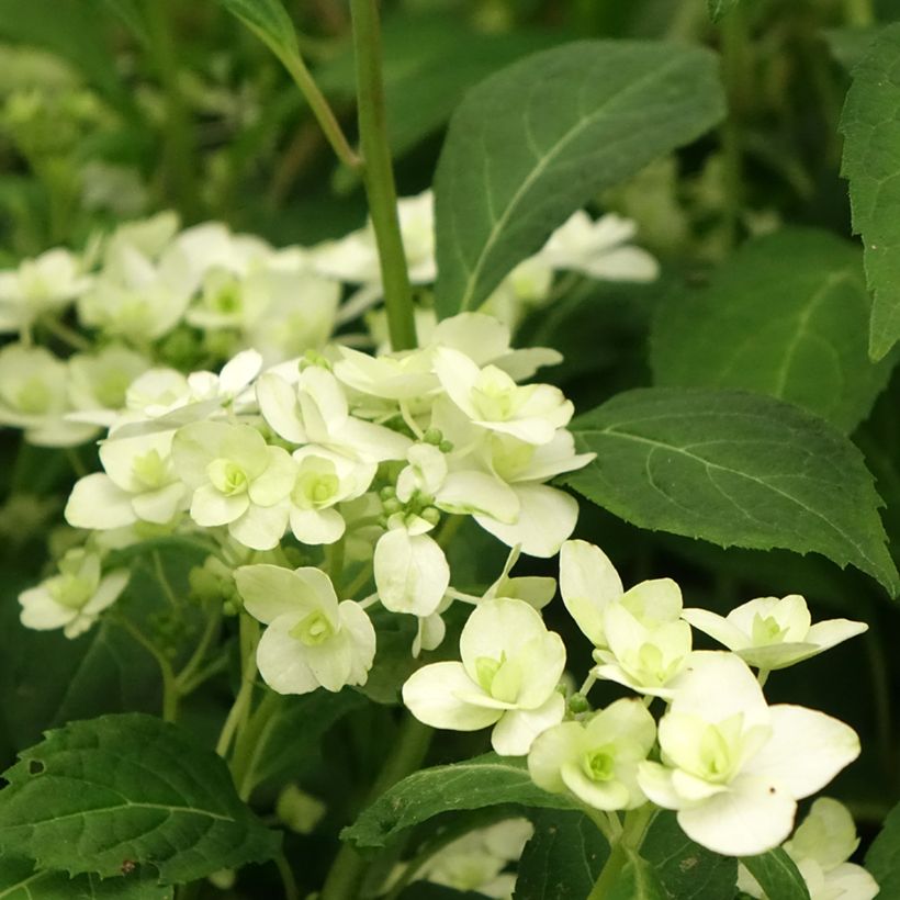 Hydrangea serrata White on White - Bolhortensia (Bloei)