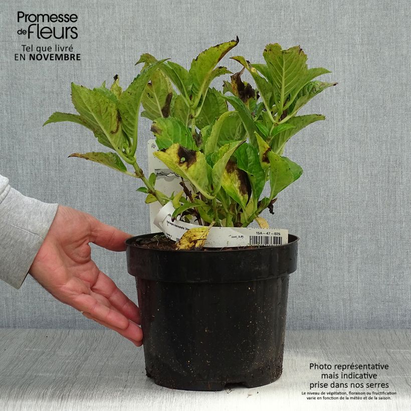 Exemplaar van Boerenhortensia Alpenglühen Pot van 2 l/3 l zoals geleverd in de herfst