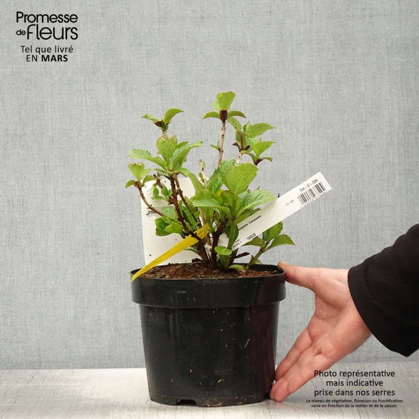 Exemplaar van Boerenhortensia Alpenglühen Pot van 2 l/3 l zoals geleverd in de lente