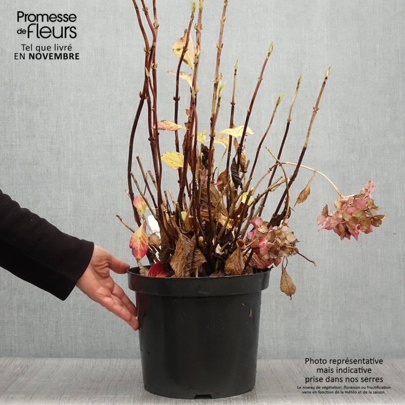 Exemplaar van Boerenhortensia Alpenglühen Pot van 7,5 l/10 l zoals geleverd in de herfst