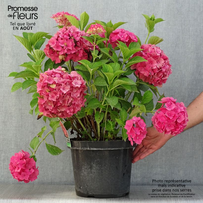 Exemplaar van Boerenhortensia Alpenglühen Pot van 7,5 l/10 l zoals geleverd in de zomer