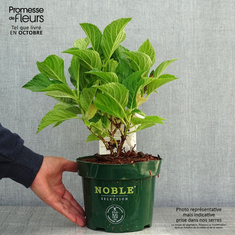 Exemplaar van Boerenhortensia Belle Séduction Bodalan BIO Pot van 3 l/4 l zoals geleverd in de herfst