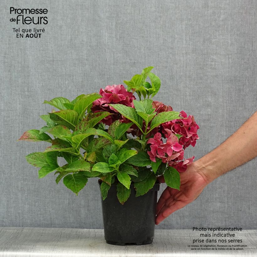 Exemplaar van Hydrangea macrophylla Eughen Hahn - Bolhortensia Pot van 2 l/3 l zoals geleverd in de zomer