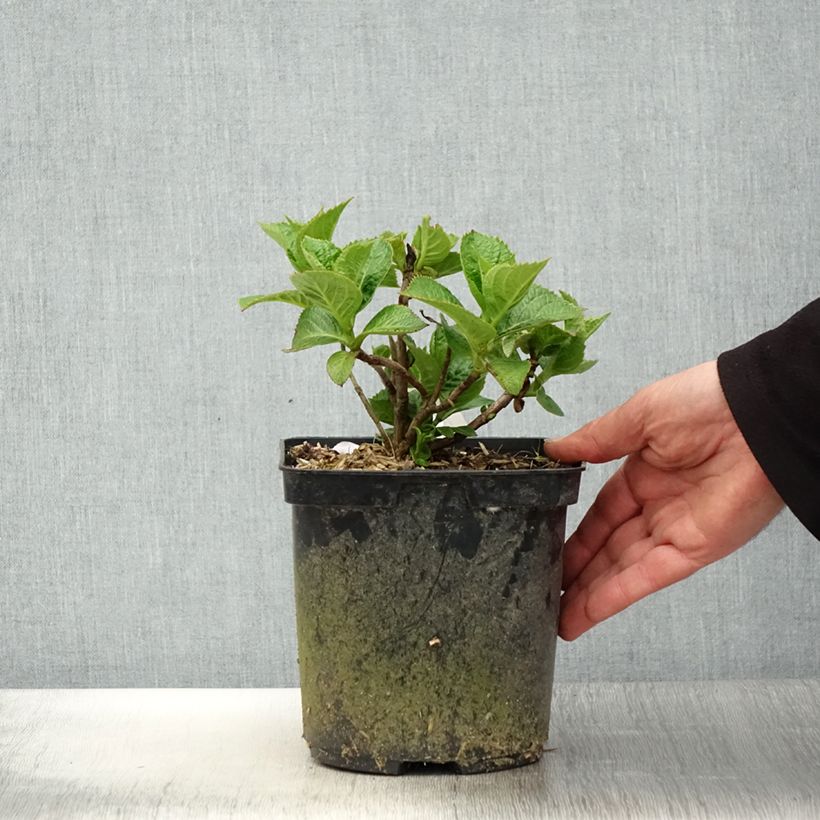 Exemplaar van Hydrangea macrophylla Eughen Hahn - Bolhortensia Pot van 2 l/3 l zoals geleverd in de lente