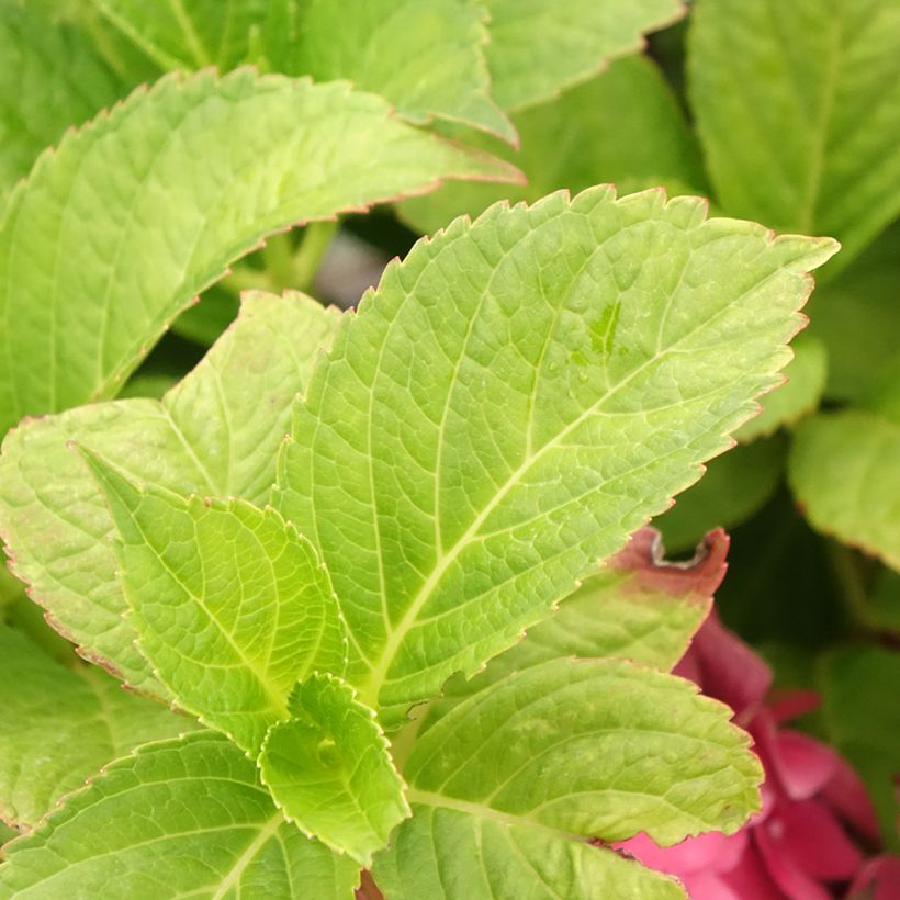 Hydrangea macrophylla Eughen Hahn - Bolhortensia (Blad)