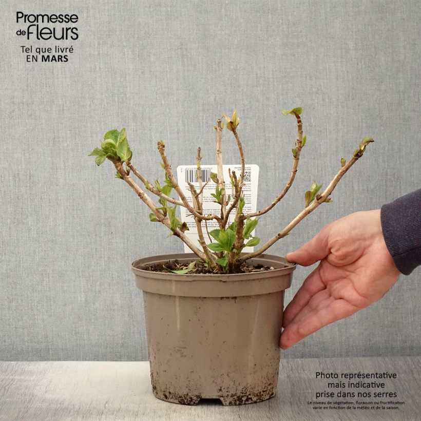 Exemplaar van Hortensia macrophylla Freudenstein Pot van 2 l/3 l zoals geleverd in de lente