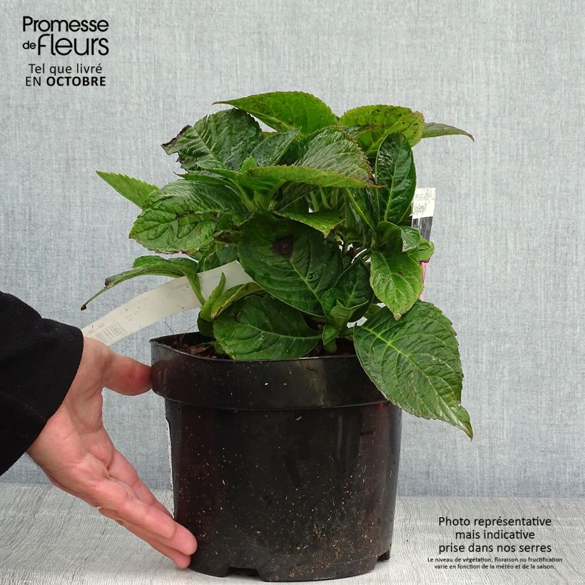 Exemplaar van Hydrangea macrophylla King George V - Boerenhortensia Pot van 2 l/3 l zoals geleverd in de herfst