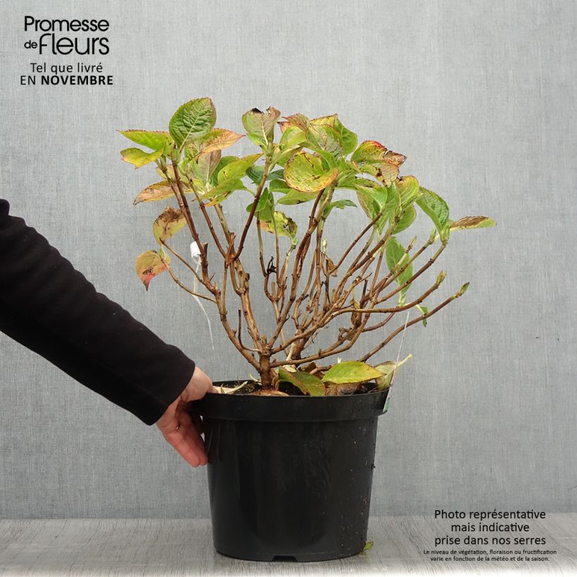 Exemplaar van Hydrangea macrophylla King George V - Boerenhortensia Pot van 7,5 l/10 l zoals geleverd in de herfst