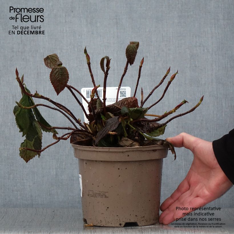 Exemplaar van Hydrangea macrophylla Lanarth White - Schermhortensia Pot van 2 l/3 l zoals geleverd in de herfst