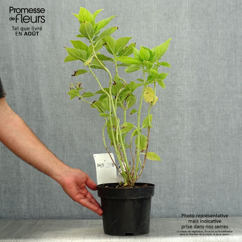Exemplaar van Hydrangea macrophylla Lanarth White - Schermhortensia Pot van 2 l/3 l zoals geleverd in de zomer