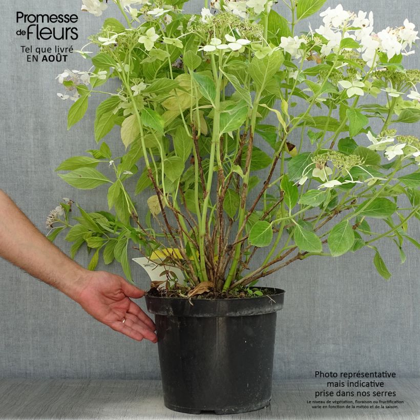 Exemplaar van Hydrangea macrophylla Lanarth White - Schermhortensia Pot van 7,5 l/10 l zoals geleverd in de zomer