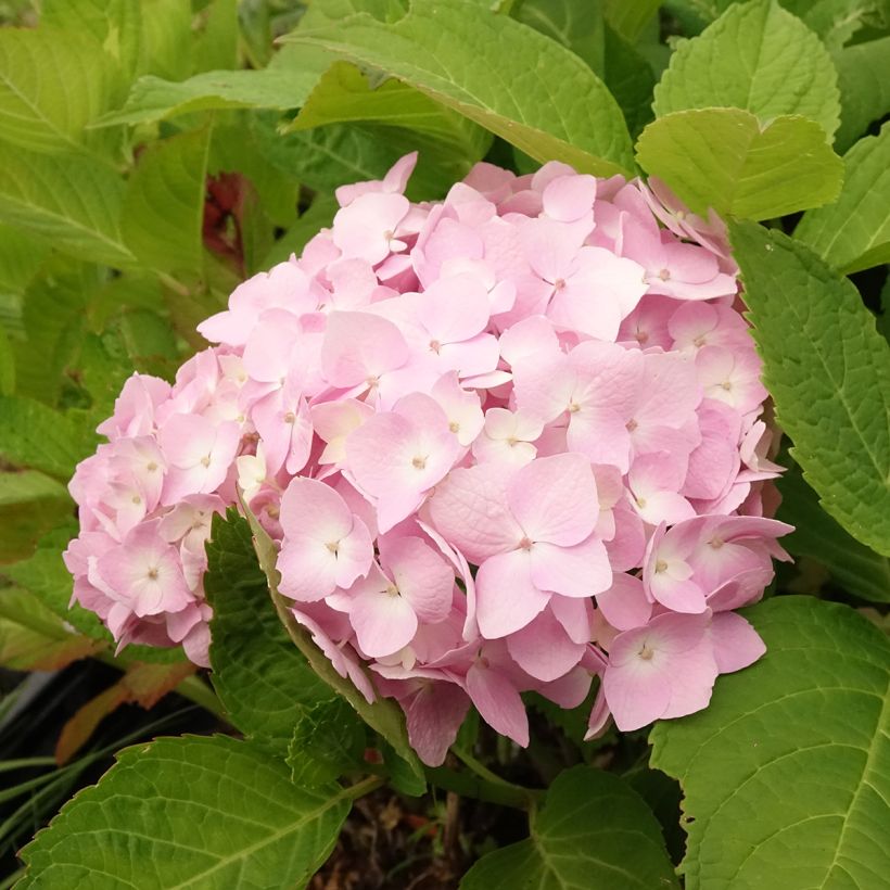 Hydrangea macrophylla Madame Plumecoq - Boerenhortensia (Bloei)