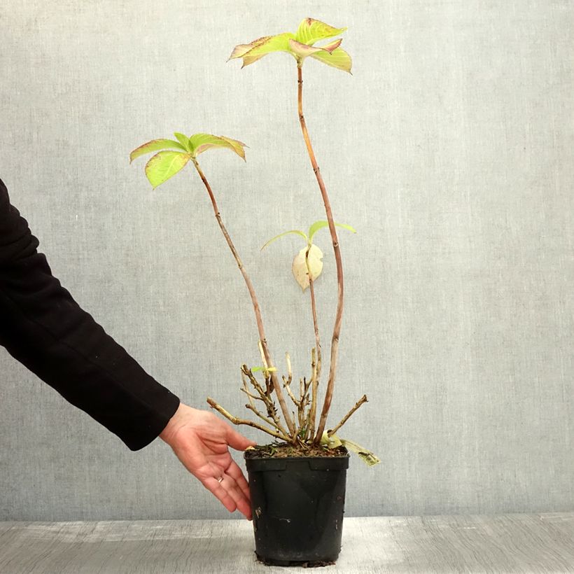 Exemplaar van Hydrangea macrophylla Madame Plumecoq - Boerenhortensia Pot van 2 l/3 l zoals geleverd in de herfst