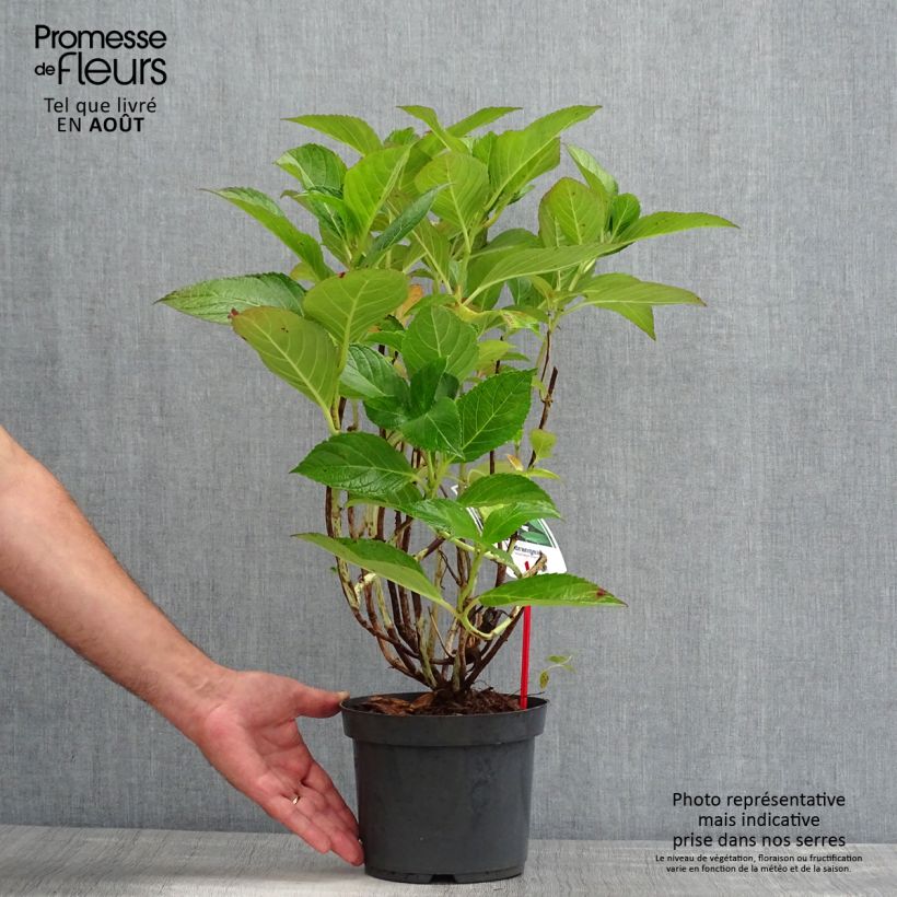 Exemplaar van Hydrangea macrophylla Mariesii Perfecta - Schermhortensia Pot van 2 l/3 l zoals geleverd in de zomer