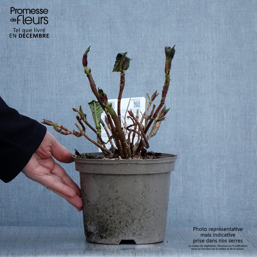 Exemplaar van Hydrangea macrophylla Sibilla - boerenhortensia Pot van 2 l/3 l zoals geleverd in de herfst