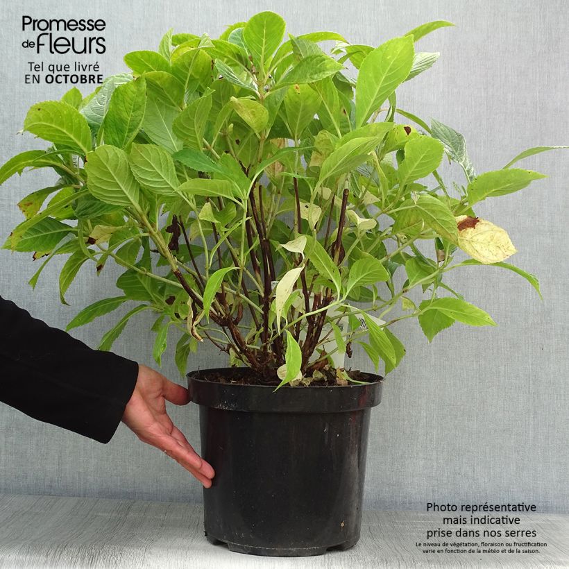 Exemplaar van Hydrangea macrophylla Nikko Blue - Boerenhortensia Pot van 7,5 l/10 l zoals geleverd in de herfst