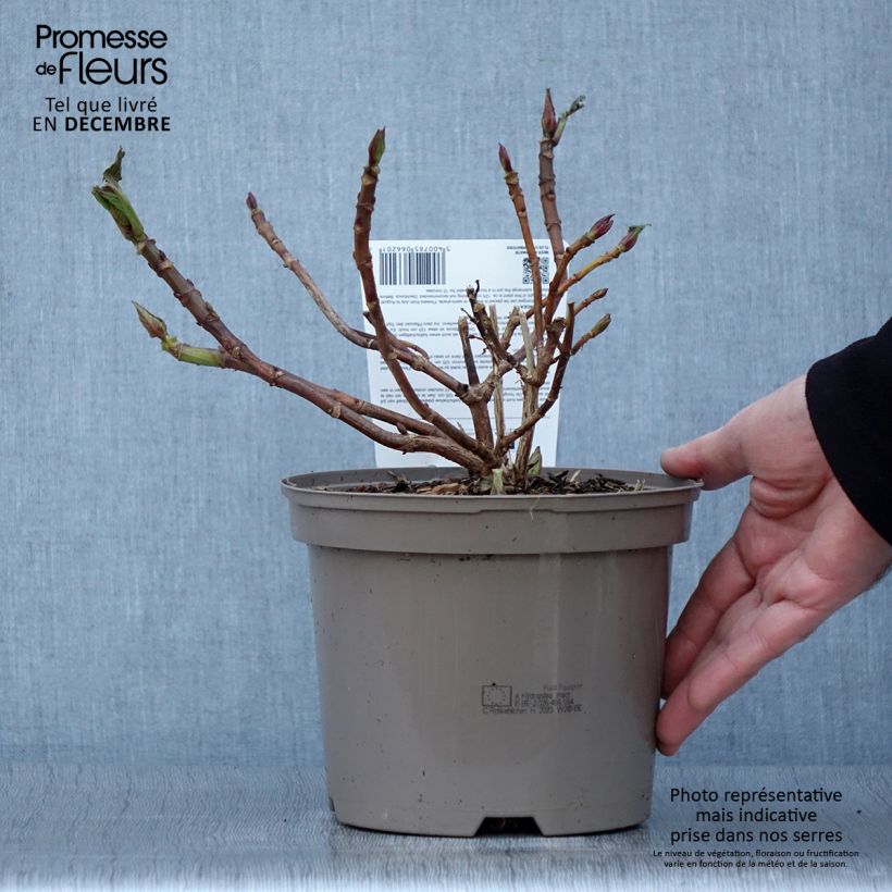 Exemplaar van Hydrangea macrophylla Rotkehlchen - Boerenhortensia Pot van 2 l/3 l zoals geleverd in de herfst