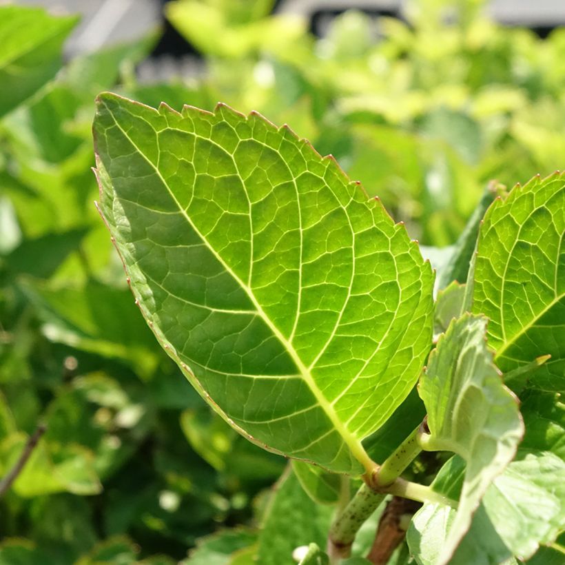 Hydrangea macrophylla Rotkehlchen - Boerenhortensia (Blad)