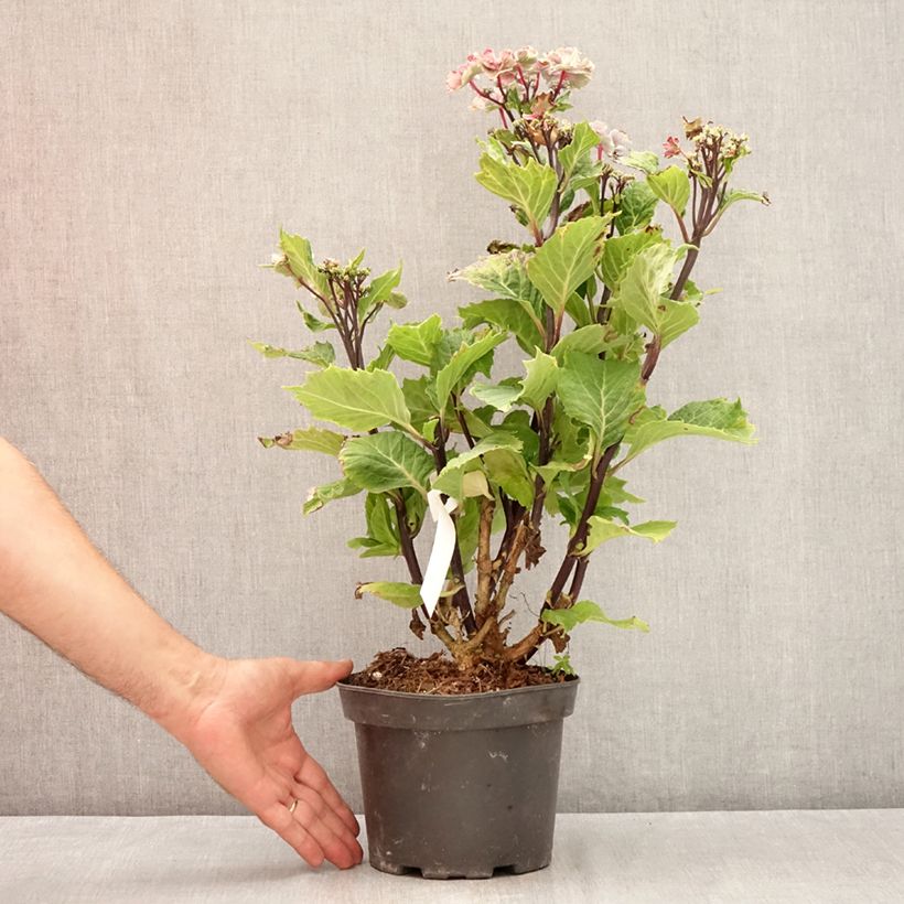 Exemplaar van Hydrangea macrophylla So Long Aya - Boerenhortensia Pot van 3 l/4 l zoals geleverd in de zomer