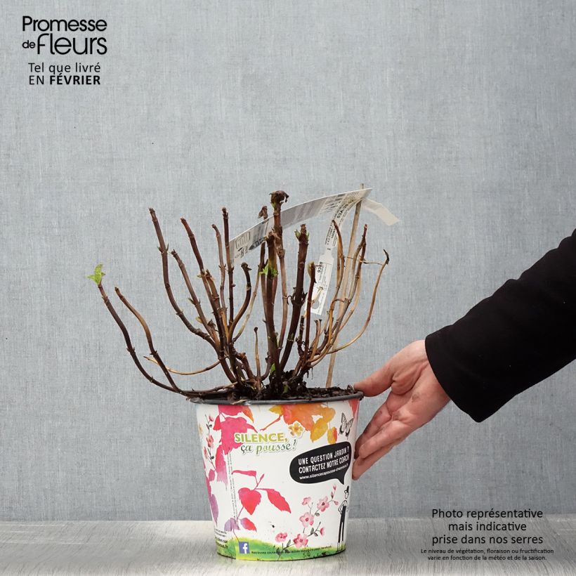 Exemplaar van Hydrangea macrophylla Stellar Bleu - Bolhortensia Pot van 4 l/5 l zoals geleverd in de winter