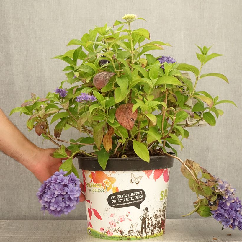 Exemplaar van Hydrangea macrophylla Stellar Bleu - Bolhortensia Pot van 7,5 l/10 l zoals geleverd in de zomer