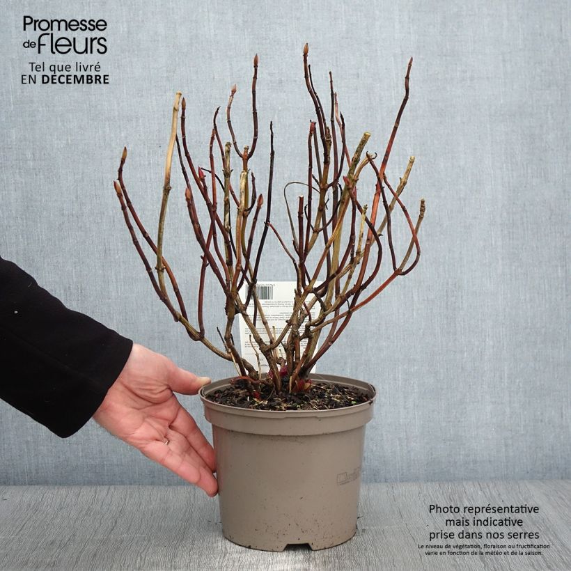 Exemplaar van Hydrangea macrophylla Teller Red -  - Schermhortensia Pot van 2 l/3 l zoals geleverd in de herfst