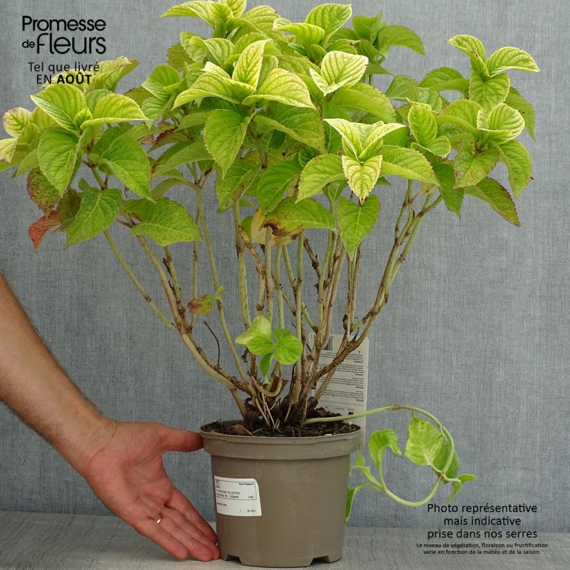 Exemplaar van Hydrangea macrophylla Teller Red -  - Schermhortensia Pot van 2 l/3 l zoals geleverd in de zomer