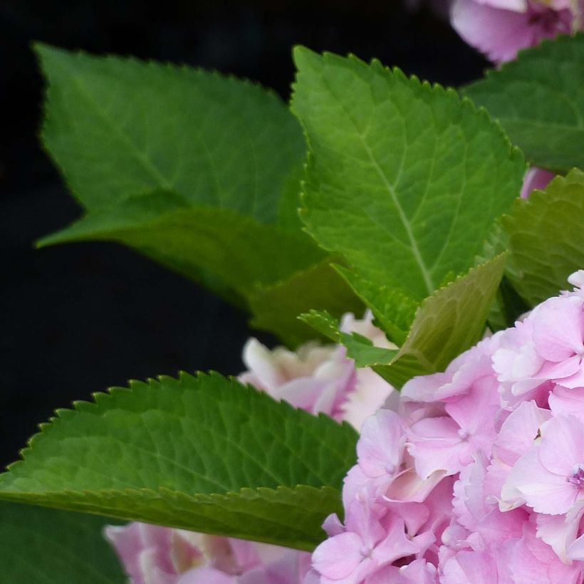 Hydrangea Magical Harmony - Bolhortensia (Blad)