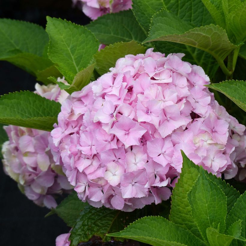 Hydrangea Magical Harmony - Bolhortensia (Bloei)