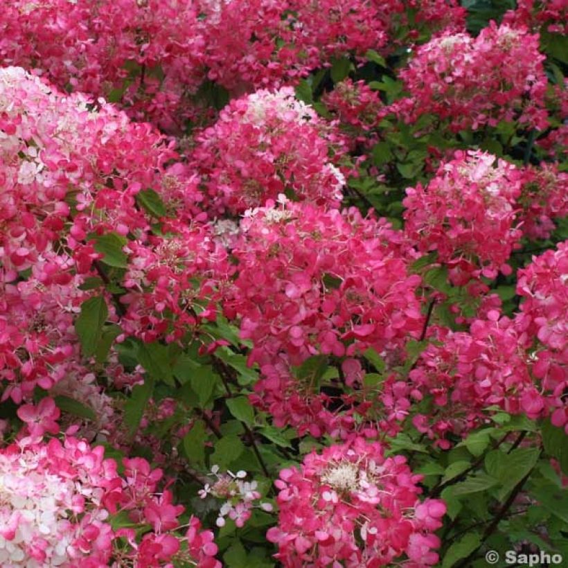 Hydrangea paniculata Diamant Rouge - Pluimhortensia (Bloei)