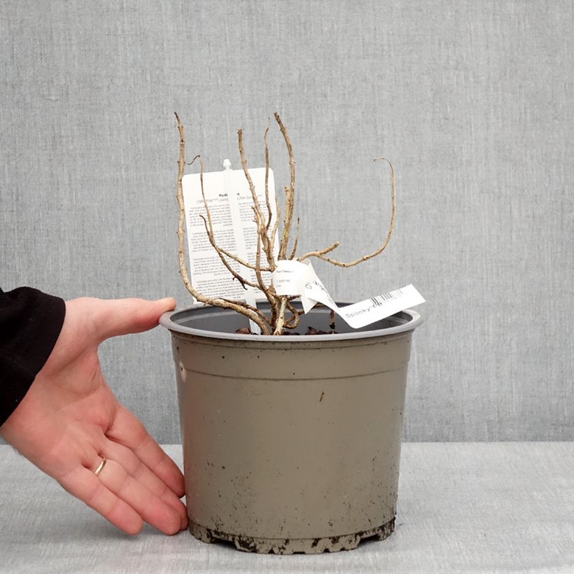 Exemplaar van Hydrangea paniculata Little Spooky - Dwergpluimhortensia Pot van 3 l/4 l zoals geleverd in de winter