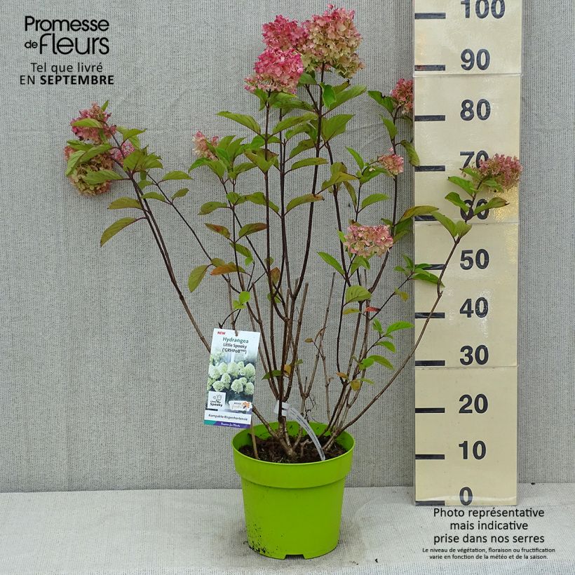 Exemplaar van Hydrangea paniculata Little Spooky - Dwergpluimhortensia Pot van 3 l/4 l zoals geleverd in de zomer