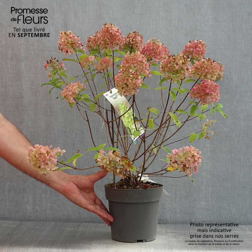 Exemplaar van Hydrangea paniculata Mojito - Pluimhortensia Pot van 3 l/4 l zoals geleverd in de zomer