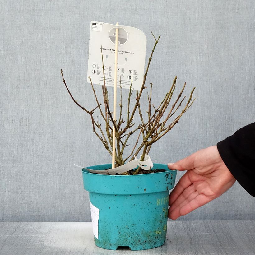 Exemplaar van Hydrangea paniculata Petite Star - Dwergpluimhortensia Pot van 4 l/5 l zoals geleverd in de lente