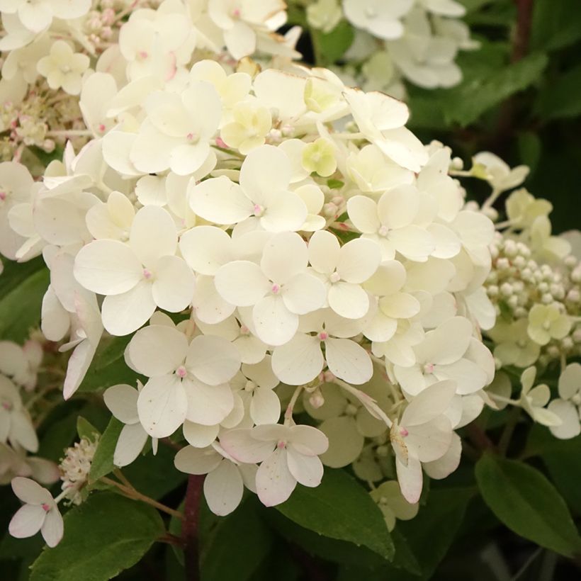 Hydrangea paniculata Petite Star - Dwergpluimhortensia (Bloei)