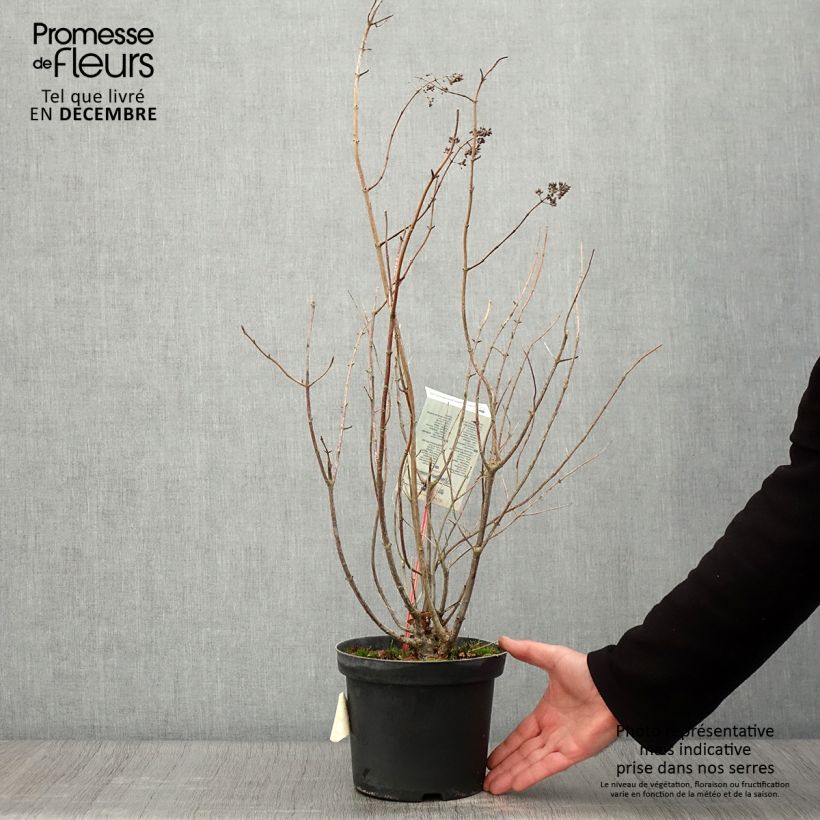 Exemplaar van Hydrangea paniculata Tardiva - Pluimhortensia Pot van 2 l/3 l zoals geleverd in de herfst
