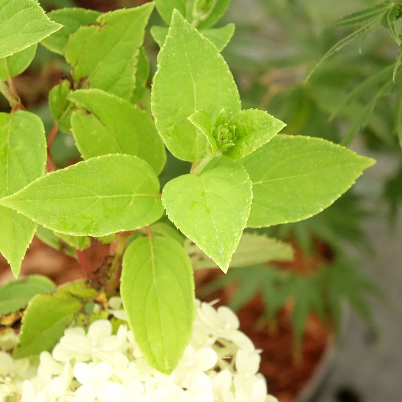 Hydrangea paniculata Tardiva - Pluimhortensia (Blad)