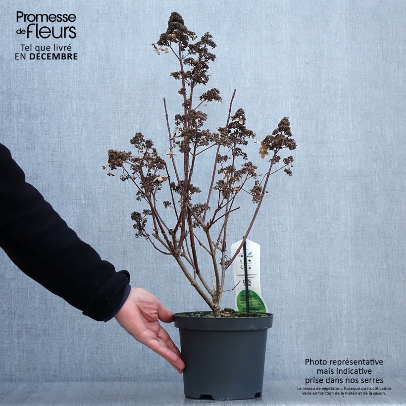 Exemplaar van Hydrangea paniculata Dharuma - Dwergpluimhortensia Pot van 2 l/3 l zoals geleverd in de herfst