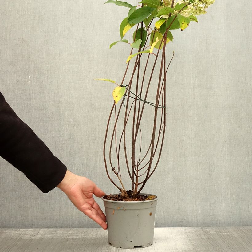 Exemplaar van Hydrangea paniculata Living Pinky Promise - Pluimhortensia Pot van 2 l/3 l zoals geleverd in de herfst