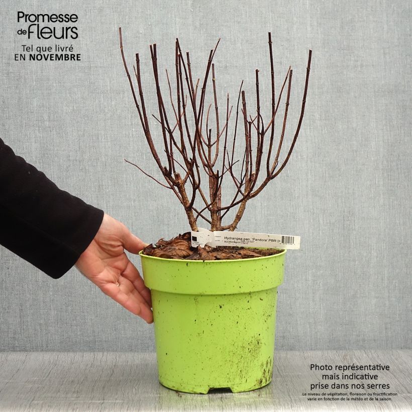 Exemplaar van Hydrangea paniculata Pandora - Hortensia paniculé Pot de 6L/7L zoals geleverd in de herfst