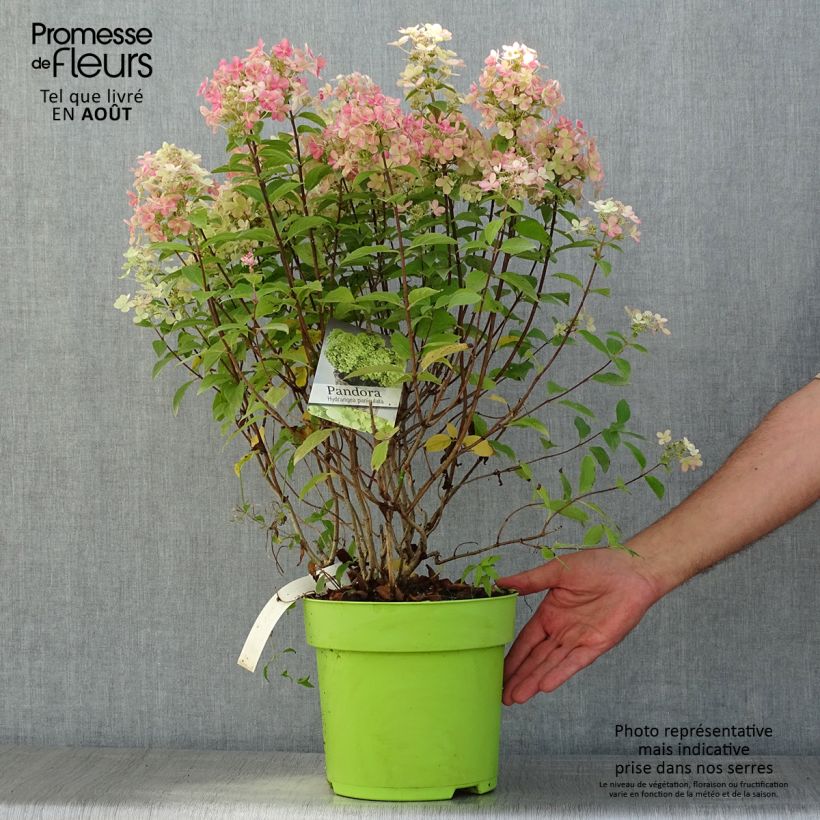 Exemplaar van Hydrangea paniculata Pandora - Pluimhortensia Pot van 6 l/7 l zoals geleverd in de zomer