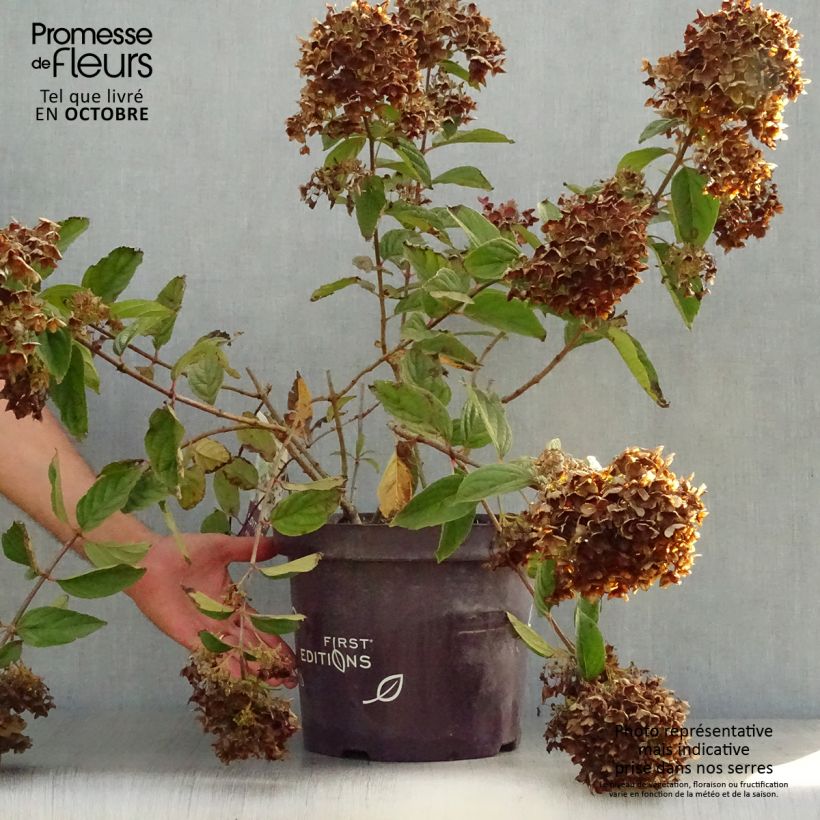 Exemplaar van Hydrangea paniculata Tickled Pink - Hortensia paniculé Pot de 7,5L/10L zoals geleverd in de herfst