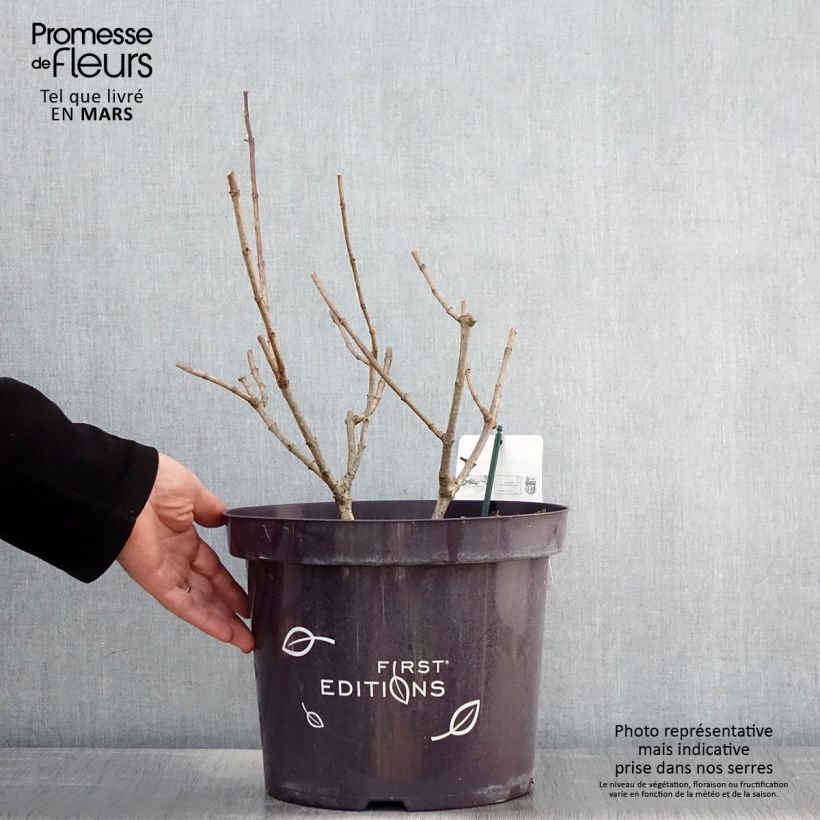 Exemplaar van Hydrangea paniculata Tickled Pink - pluimhortensia Pot van 7,5 l/10 l zoals geleverd in de lente