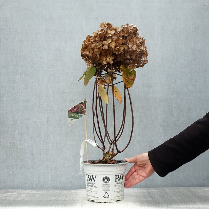 Exemplaar van Hydrangea paniculata Fire Light - Pluimhortensia Pot van 4 l/5 l zoals geleverd in de herfst