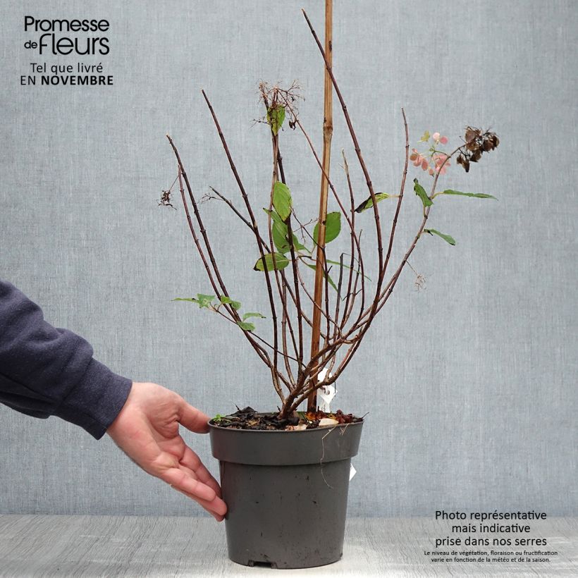 Exemplaar van Hydrangea paniculata Little Fresco - Dwergpluimhortensia Pot van 3 l/4 l zoals geleverd in de herfst