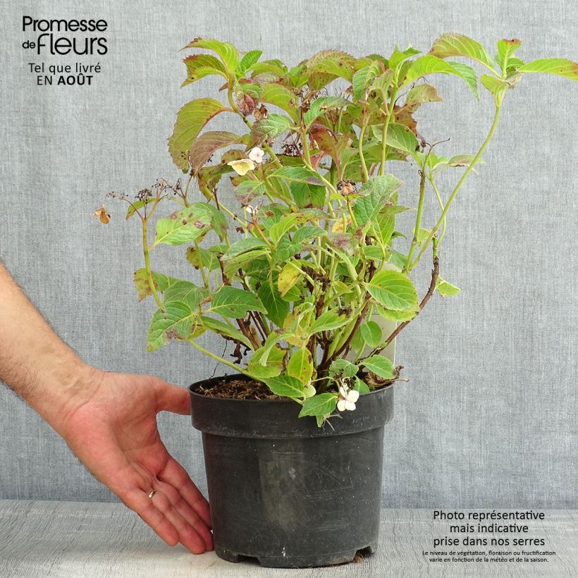 Exemplaar van Hydrangea serrata MAGIC SEDUCTION Annie's Blue - Berghortensia Pot van 2 l/3 l zoals geleverd in de zomer
