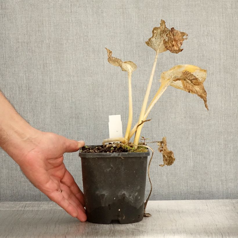 Exemplaar van Hosta abiqua Drinking Gourd Pot de 1,5L/2L zoals geleverd in de herfst