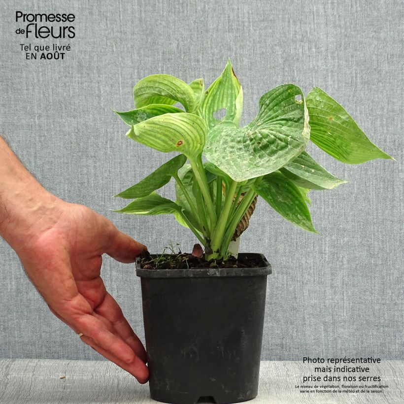 Exemplaar van Hosta Abiqua Drinking Gourd - Hartlelie Pot van 1,5 l/2 l zoals geleverd in de zomer