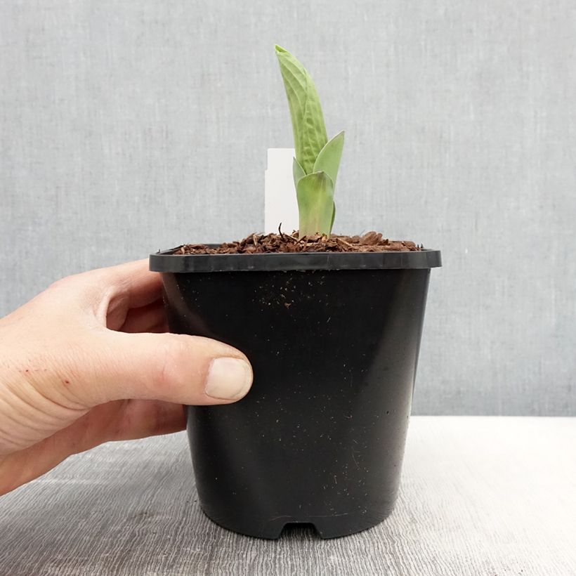 Exemplaar van Hosta Abiqua Drinking Gourd - Hartlelie Pot van 1,5 l/2 l zoals geleverd in de lente