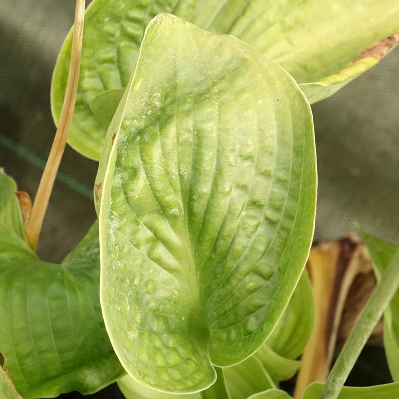 Hosta Abiqua Drinking Gourd - Hartlelie (Blad)